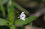 Looseflower waterwillow